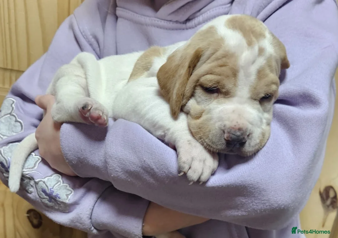 Pointer dogs for sale: English pointers - Advert 18