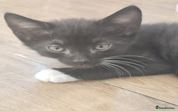 Bombay cats for sale: Bombay X Siberian kittens - Image 8