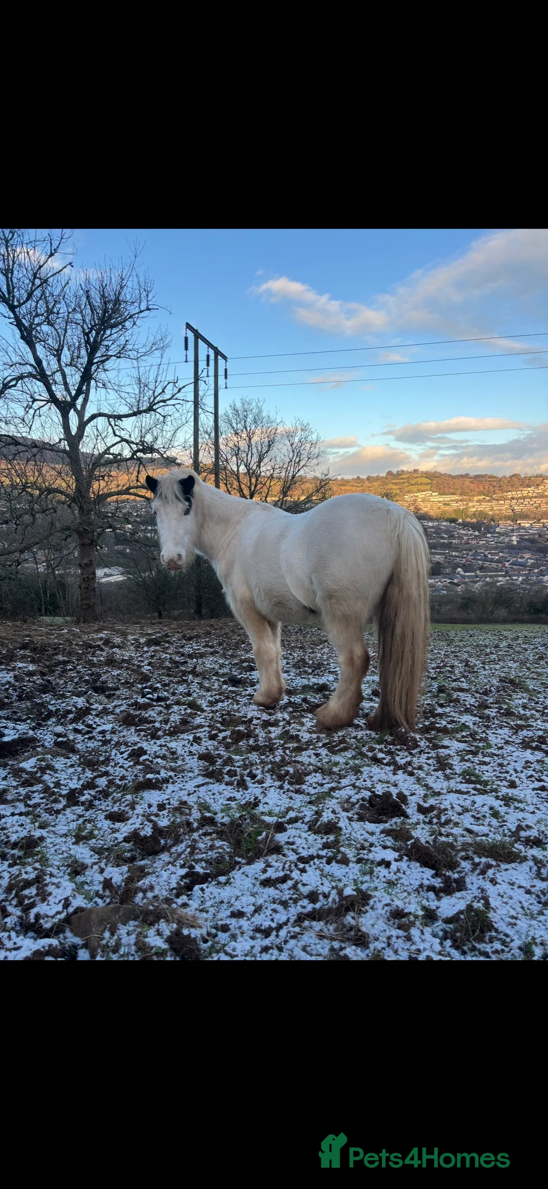 Irish Cob horses for sale: Prince 13,2hh 6year old cob gelding  - Advert 5