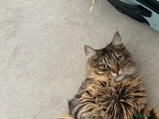 Maine Coon cats Adorable ragdoll/ Maine coon available to go ASAP - Advert 1