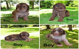 Cockapoo dogs for sale: DNA TESTED, Merle cockapoos, ready 26th November  - Image 1