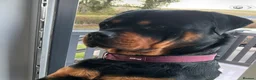 Rottweiler dogs for stud: Available for stud - Advert 3