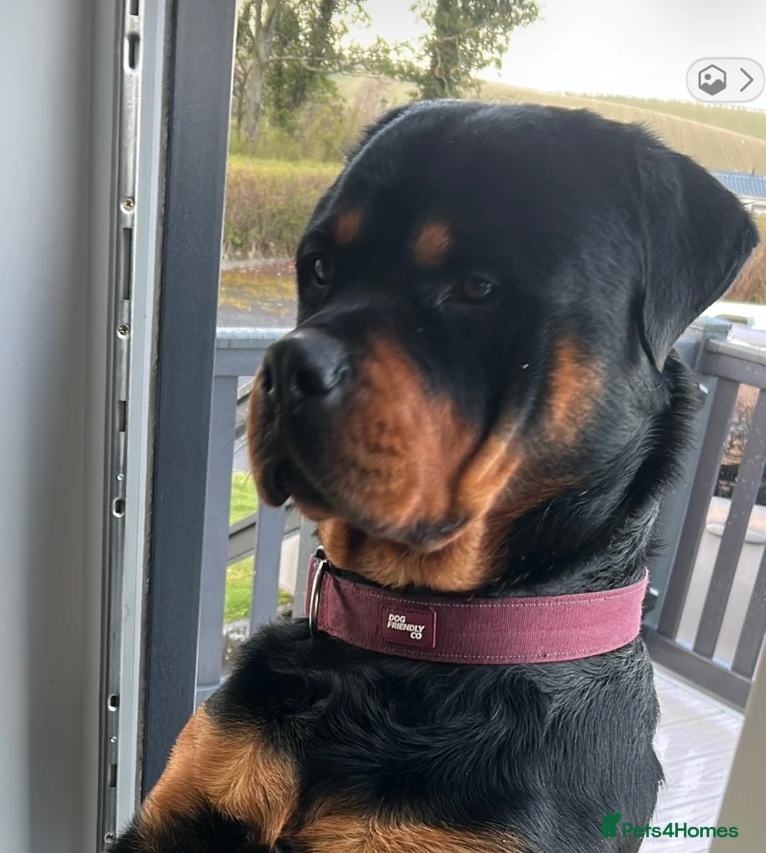 Rottweiler dogs for stud: Available for stud - Advert 3