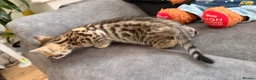 Mixed Breed cats for sale: Gorgeous mixed Bengal kittens - Advert 10