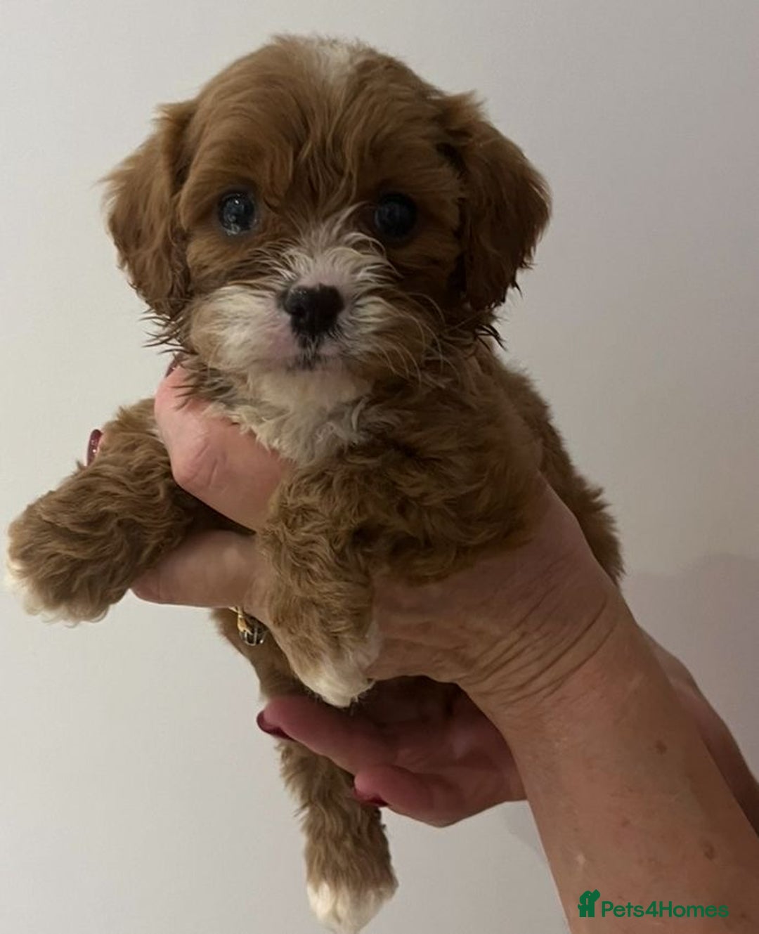 Cavapoo dogs for sale: CAVAPOO PUPPIES  - Advert 4