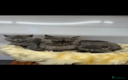 Exotic cats for sale: exotic kittens  - Image 7