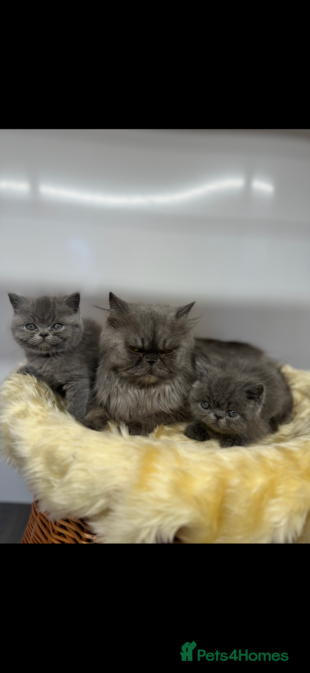 Exotic cats for sale: exotic kittens  - Image 7
