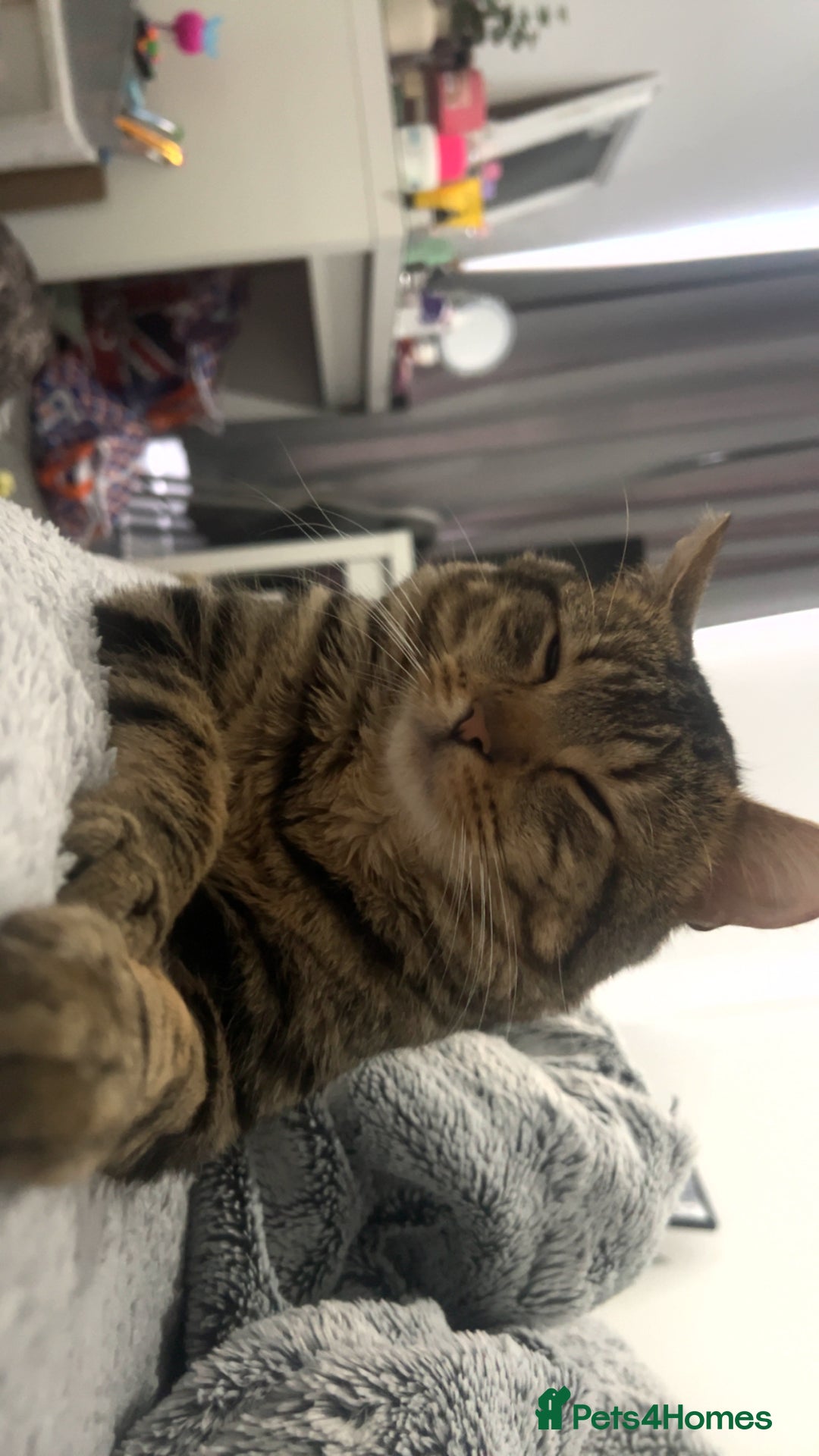 Mixed Breed cats for sale: 16 months old tabby boy asap - Advert 6