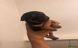 Chihuahua dogs for sale: Chihuahua puppies  - Image 8