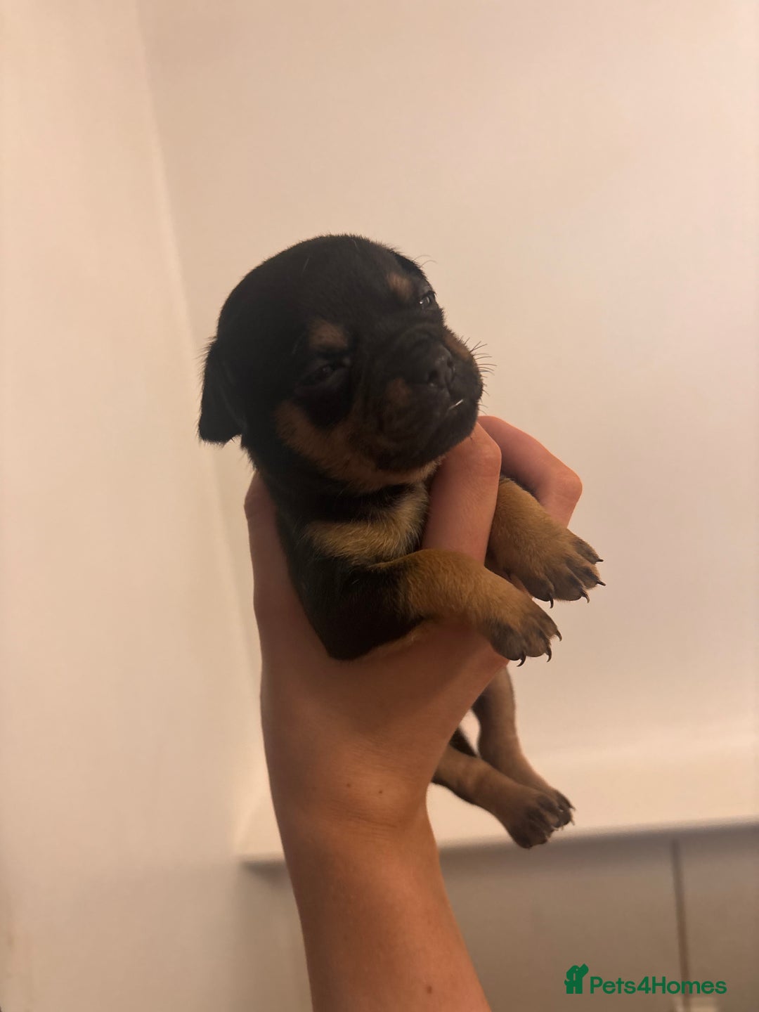 Chihuahua dogs for sale: Chihuahua puppies  - Image 8
