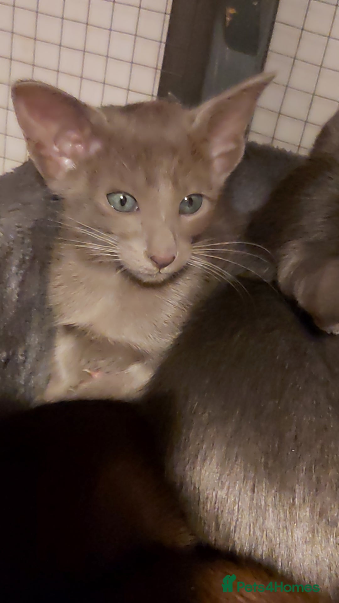 Oriental cats for sale: Full Pedigree Oriental 1 Kitten XL size ears GCCF - Advert 18