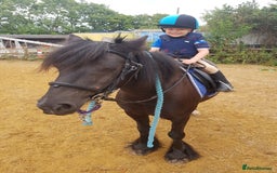 Irish Cob horses for sale: Ridden mare with drive potential  - Image 5