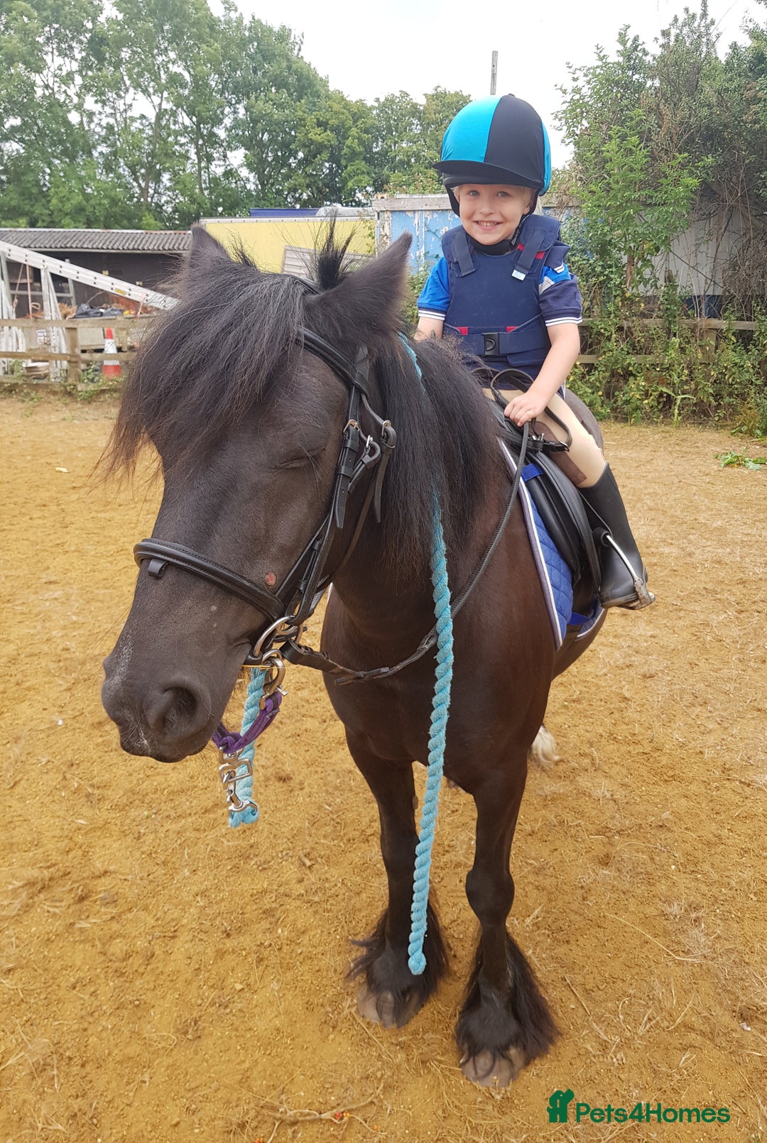 Irish Cob horses for sale: Ridden mare with drive potential  - Image 5