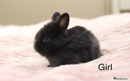 Angora rabbits for sale: Angora X bunny rabbits  - Image 8