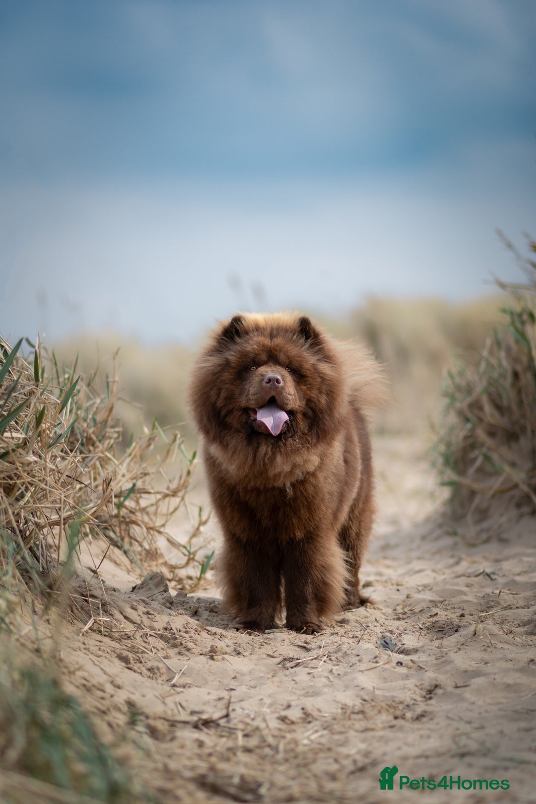 Chow Chow dogs for stud: 🐻Beautiful chocolate chow chow stud 🧬 in Wirral - Image 6