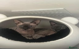 Sphynx cats for sale: Blue eyes tiny girl 4 years old  - Image 4