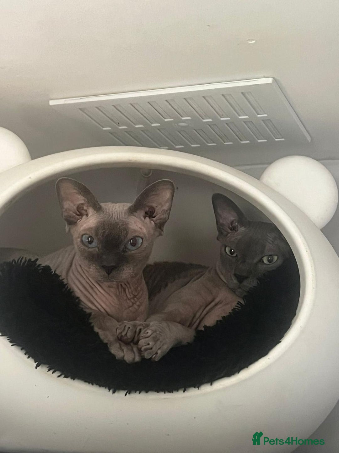 Sphynx cats for sale: Blue eyes tiny girl 4 years old  - Image 4