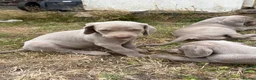 Weimaraner dogs for sale: 🐶KC Registered Weimaraner Puppies 🐶 - Advert 16