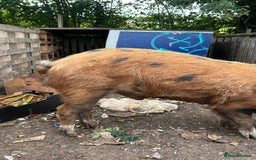 Pig livestock for sale: Tamsworth bore - Image 2
