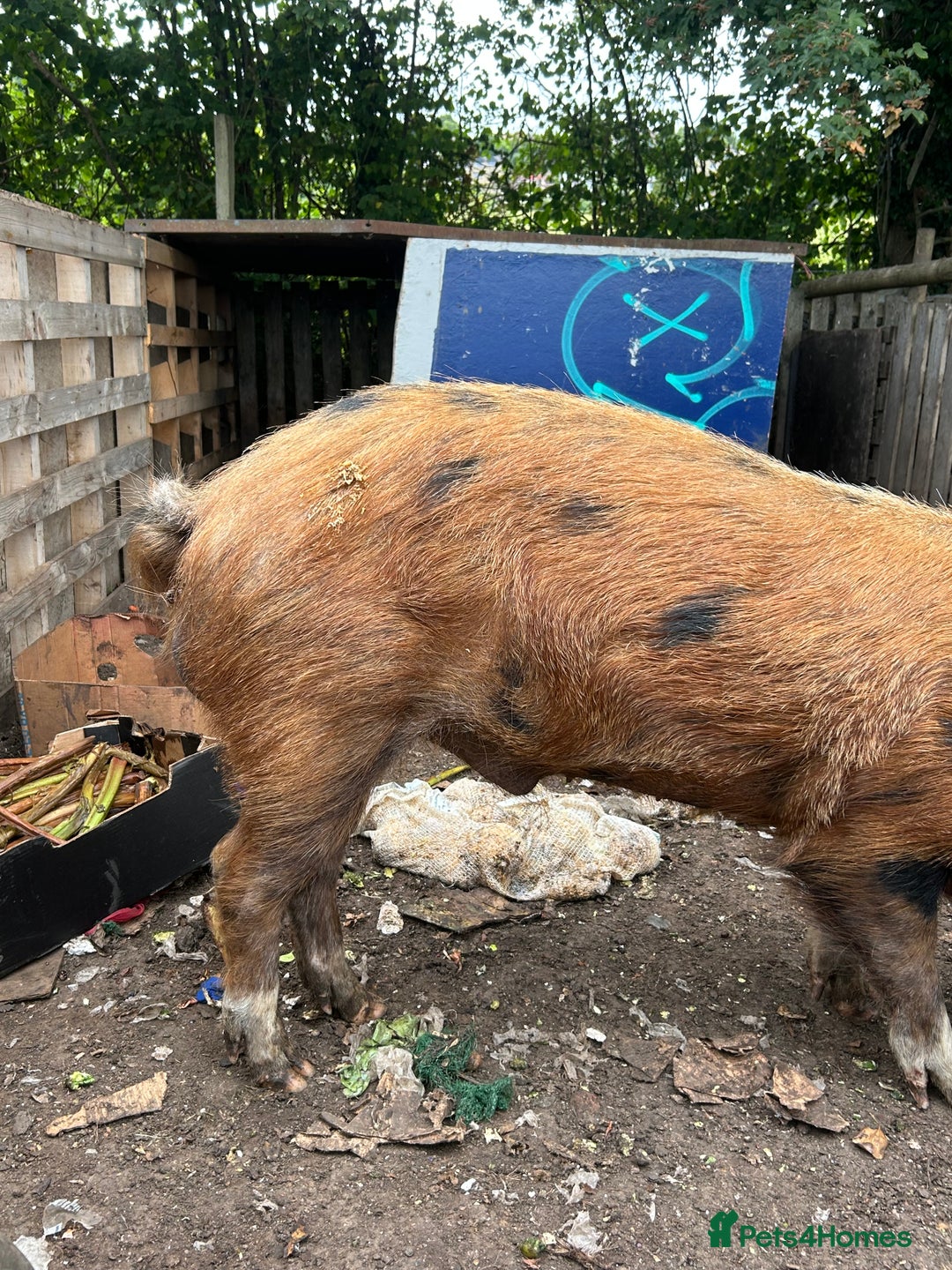 Pig livestock for sale: Tamsworth bore - Image 2