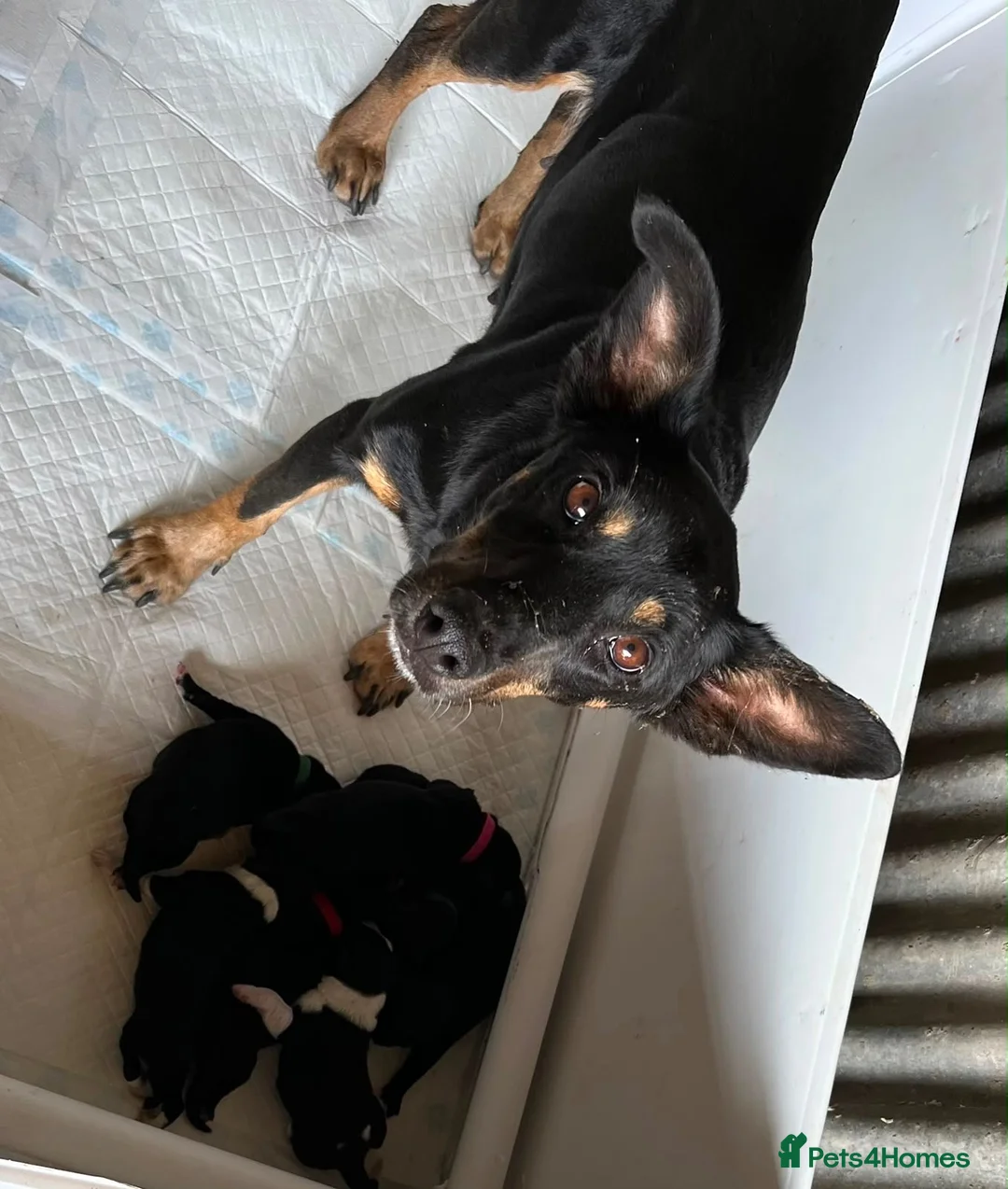 Mixed Breed dogs for sale: Working puppy for sale  - Advert 2
