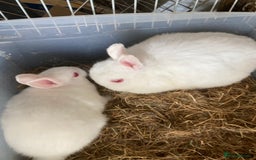 Netherland Dwarf rabbits for sale: Dutch and dwarf rabbits  - Image 4
