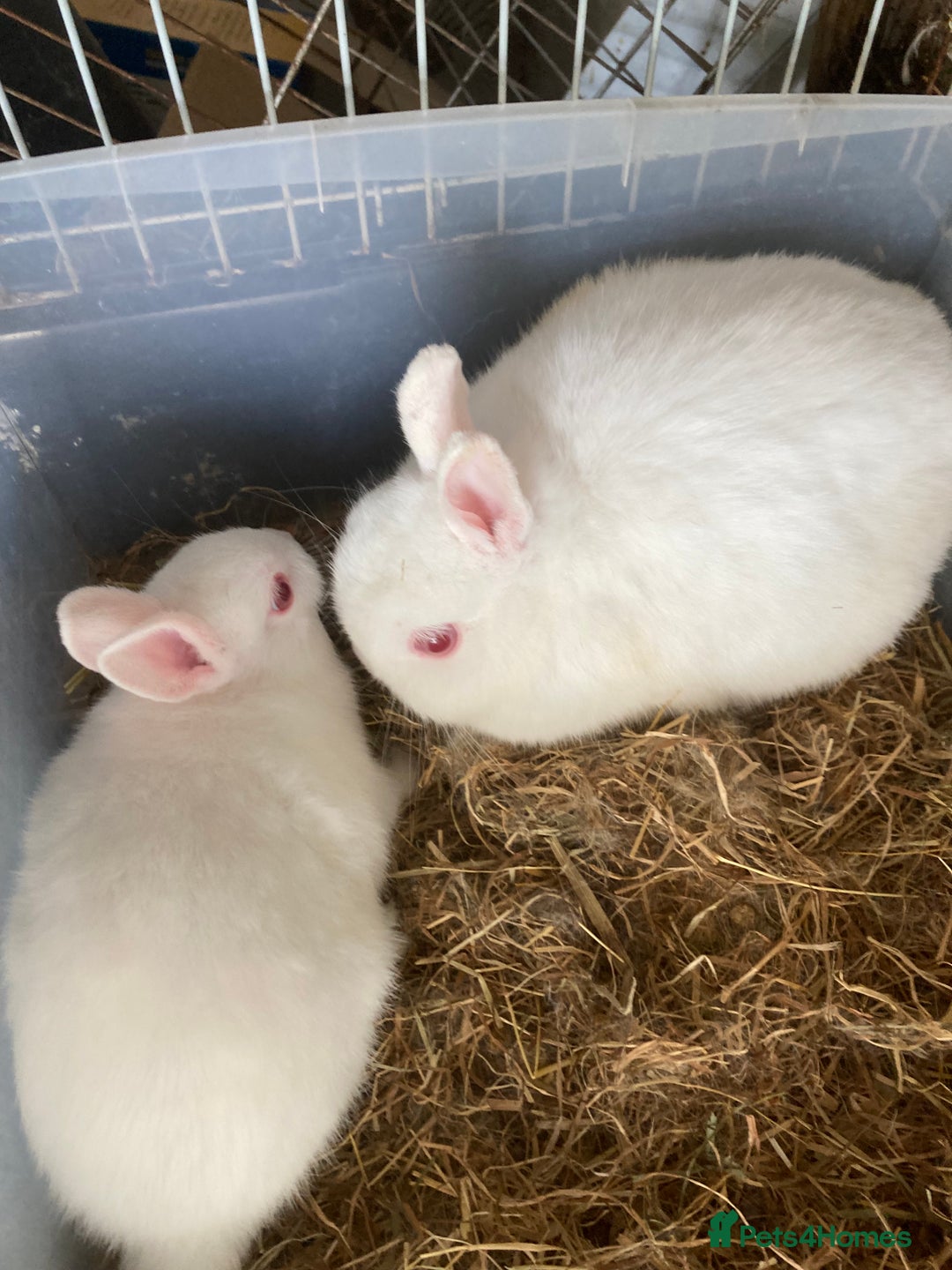 Netherland Dwarf rabbits for sale: Dutch and dwarf rabbits  - Image 4