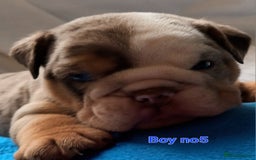 English Bulldog dogs for sale: Dwkc englìsh bulldog puppies  - Image 5