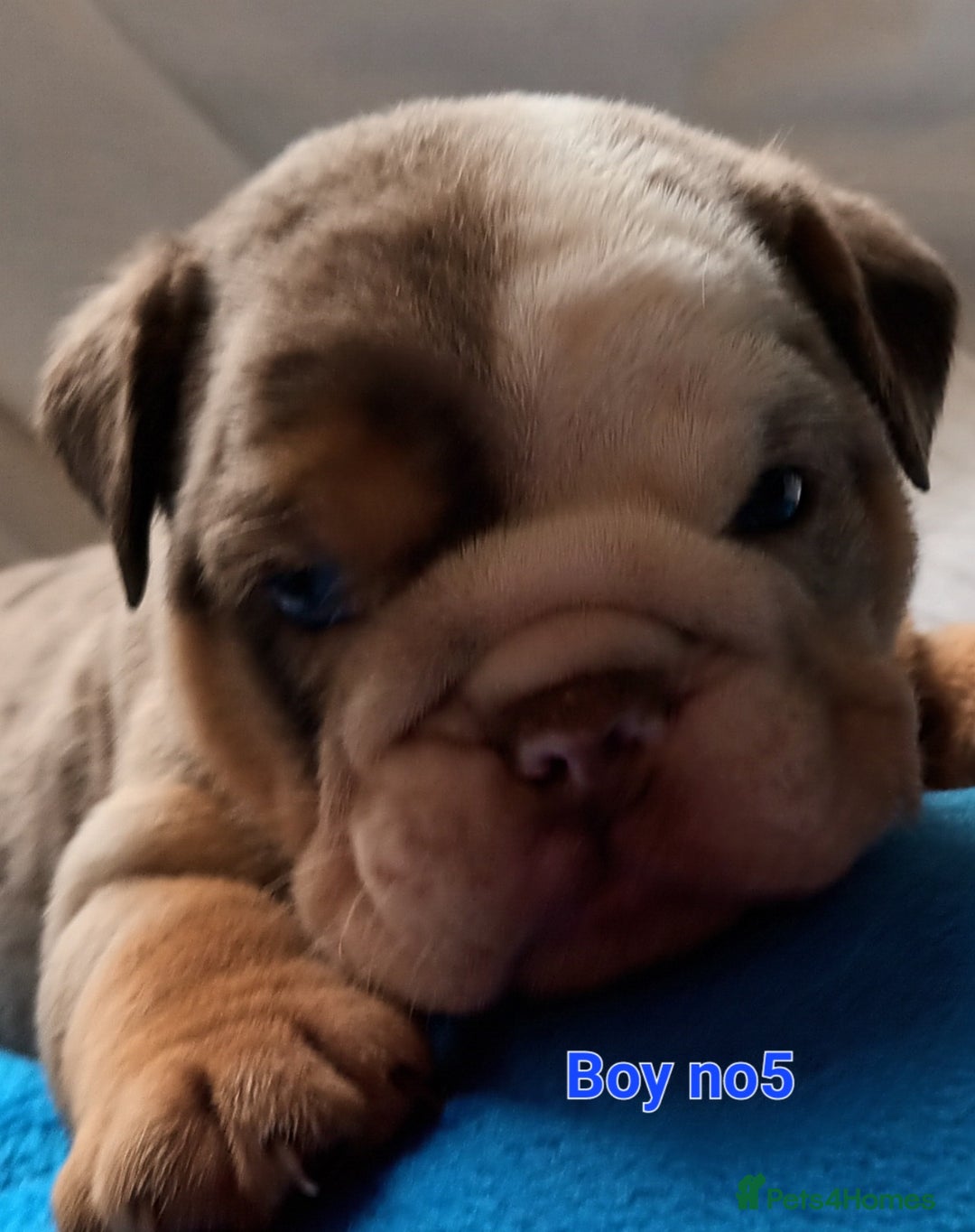English Bulldog dogs for sale: Dwkc englìsh bulldog puppies  - Image 5