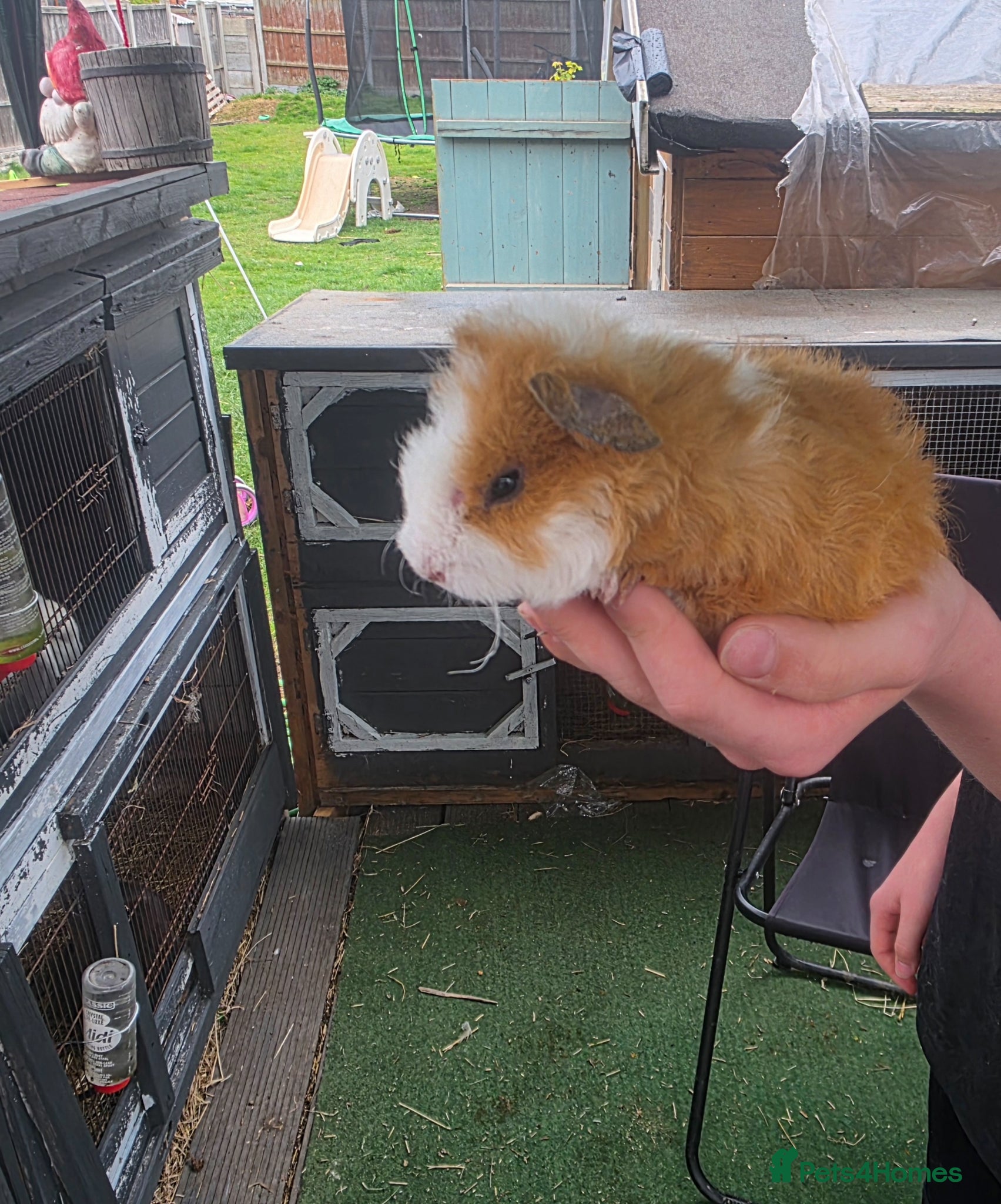Guinea Pig rodents Guinea pigs  - Advert 16