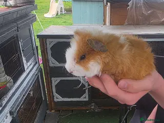 Guinea Pig rodents Guinea pigs - Advert 16