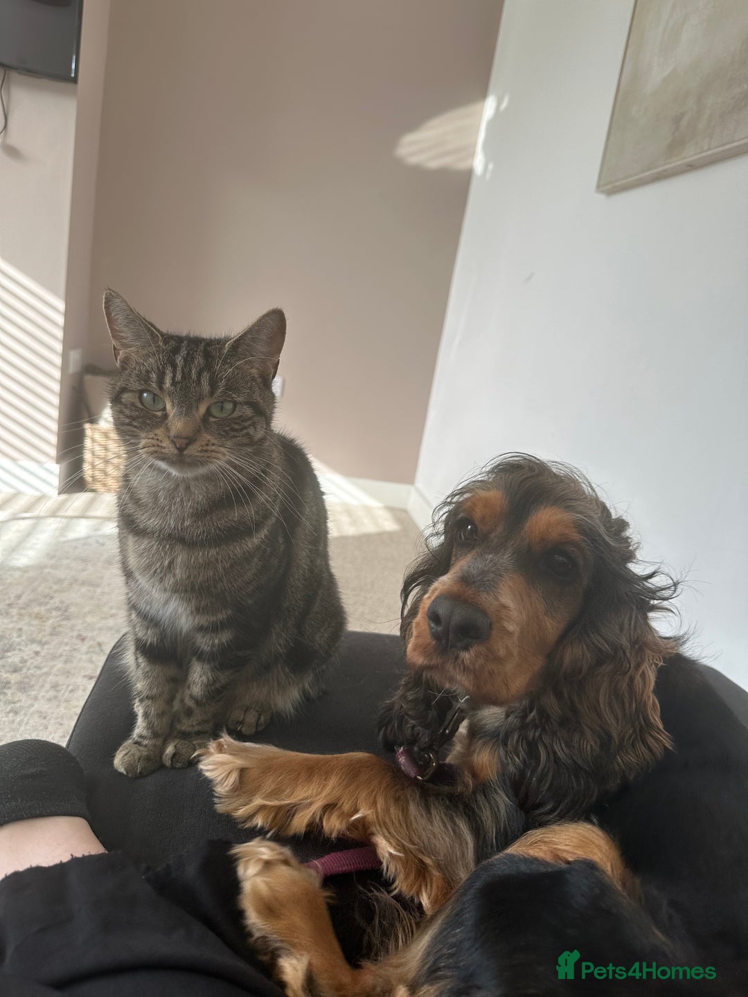 Cocker Spaniel dogs for sale: Looking to rehome our beautiful cocker spaniel  - Image 6