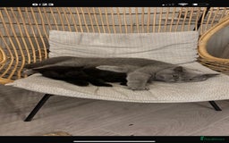 British Shorthair cats for sale: British Shorthair x Male  - Advert 1