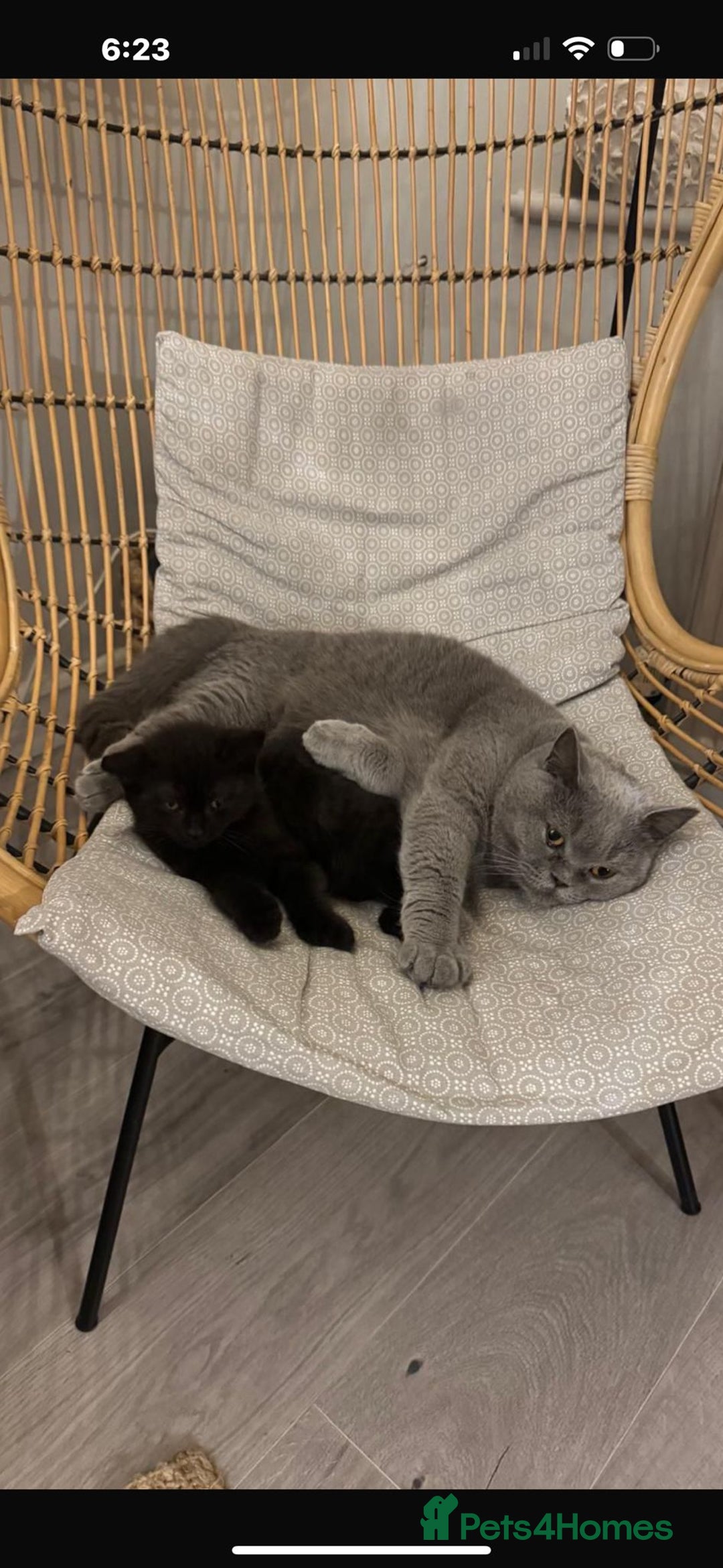 British Shorthair cats for sale: British Shorthair x Male  - Advert 1