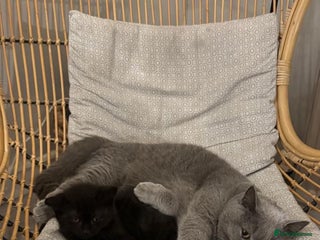 British Shorthair cats for sale: British Shorthair x Male - Advert 1