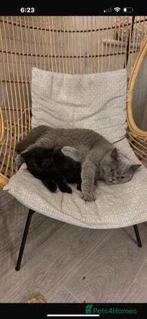 British Shorthair cats British Shorthair x Male - Advert 3