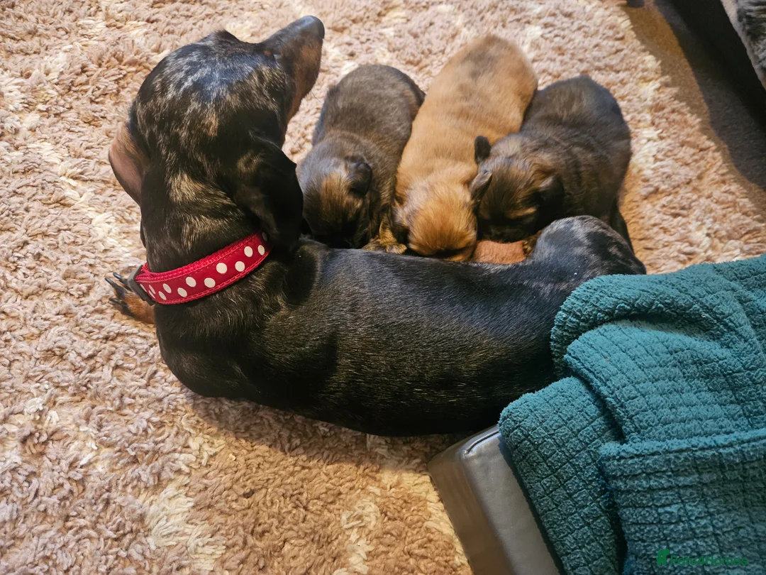 Mixed Breed dogs for sale: Adorable Dameranian Puppies Dachshund x Pomeranian - Advert 1