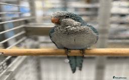 Parrots birds for sale: Super tame hand reared baby Quakers  - Image 1