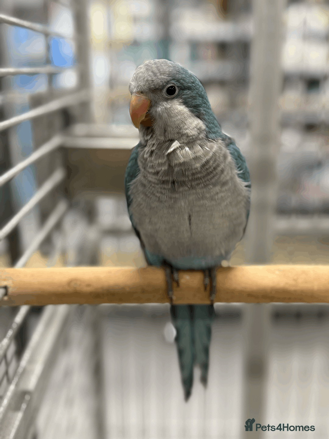 Parrots birds for sale: Super tame hand reared baby Quakers  - Image 1