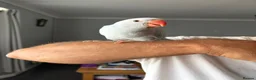 Parakeets birds for sale: Three 8 week old Indian ring neck parakeets  - Advert 10