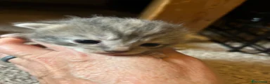 Grey Tabby Female 