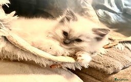 Ragdoll cats for sale: traditional Mitted ragdoll’s - Image 9