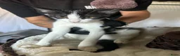 Mixed Breed cats for adoption: Emma for adoption in Kidlington - Advert 2