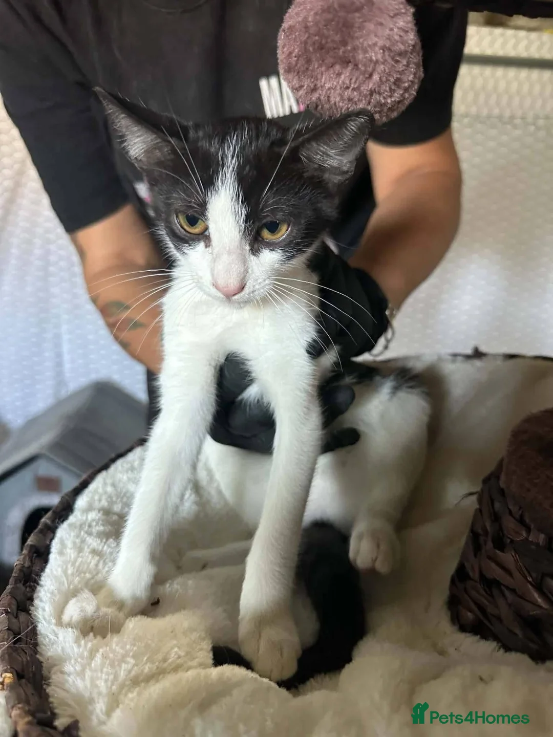 Mixed Breed cats for adoption: Emma for adoption in Kidlington - Advert 2