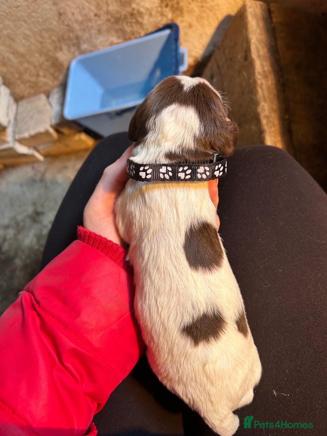 English Springer Spaniel dogs for sale: KC Working Springer Spaniel Puppies - Advert 2