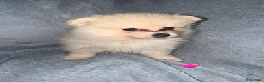 Pomeranian Puppy 2