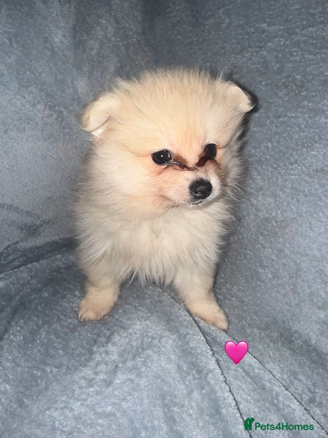 Pomeranian dogs for sale: Stunning Pomeranian Puppy’s 🫶🏽 - Advert 8