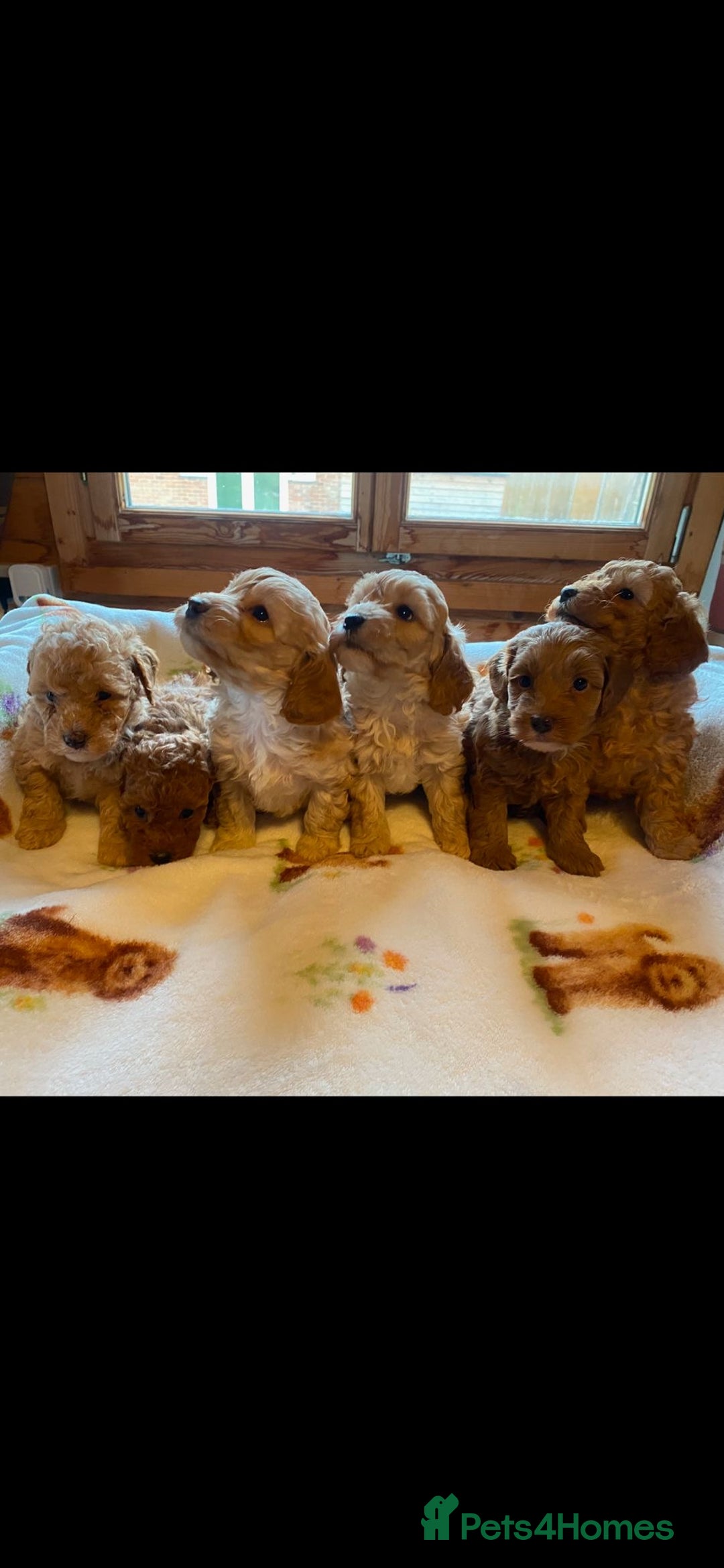 Cavapoo dogs for sale: Cavapoo puppies  - Image 3