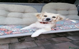 Mixed Breed dogs for adoption: Bobby, a superb little puppy boy for a Loving Home - Image 2