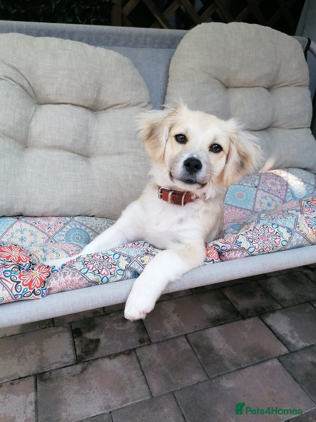Mixed Breed dogs for adoption: Bobby, a superb little puppy boy for a Loving Home - Image 2